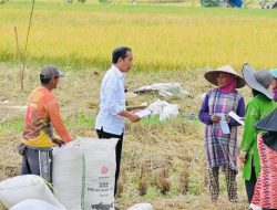Nunukan Pastikan Stok Pangan Aman, Meskipun Pasokan dari Sulawesi Selatan Terancam Gagal Panen