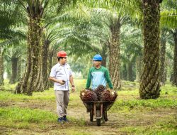 Olah Limbah Sawit Jadi Listrik Proyek di Tanah Bumbu Hasilkan 30.244 MWh